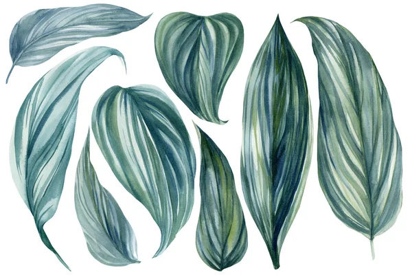 Uppsättning tropiska blad på en vit bakgrund, akvarell illustration, blommig design element — Stockfoto
