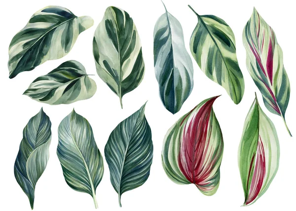 白色背景的一组绿色热带树叶，水彩画，丛林设计 — 图库照片