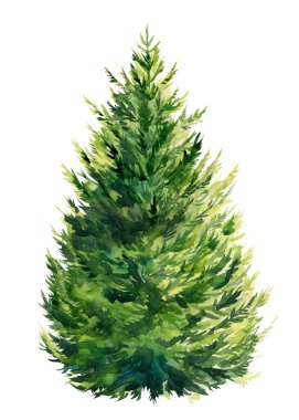 Beyaz arka planda Noel ağacı, suluboya çizimi. Yeni yıl ağacı, ladin