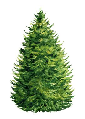 Beyaz arka planda Noel ağacı, suluboya çizimi. Yeni yıl ağacı, ladin
