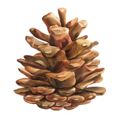 Beyaz arkaplanda çam kozalağı, suluboya çizimi