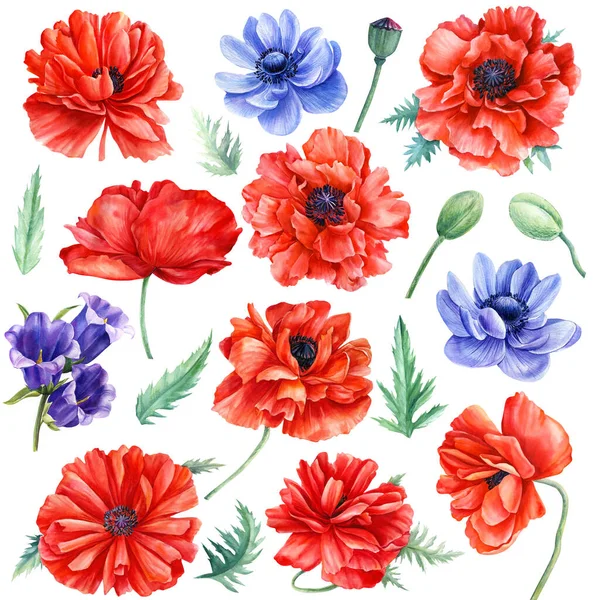 İzole arka planda kırmızı gelincikler ve mavi şakayık çiçekleri, suluboya resimleme — Stok fotoğraf