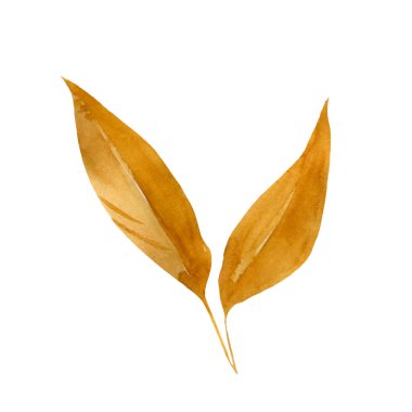 İzole edilmiş beyaz arkaplanda suluboya kuru sonbahar yaprağı