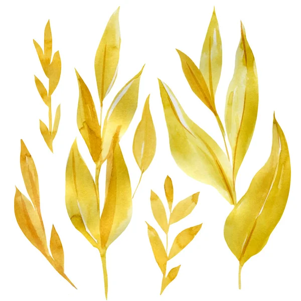 Akvarell torra blad på isolerad vit bakgrund. Blommig illustration för design, tryck, tyg — Stockfoto