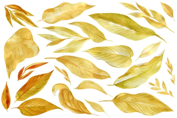 Aquarel droge kruiden, set bladeren op geïsoleerde witte achtergrond — Stockfoto