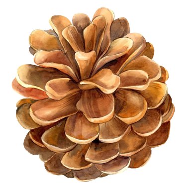 Beyaz arka planda çam kozalağı, suluboya botanik çizim, klasik çizim