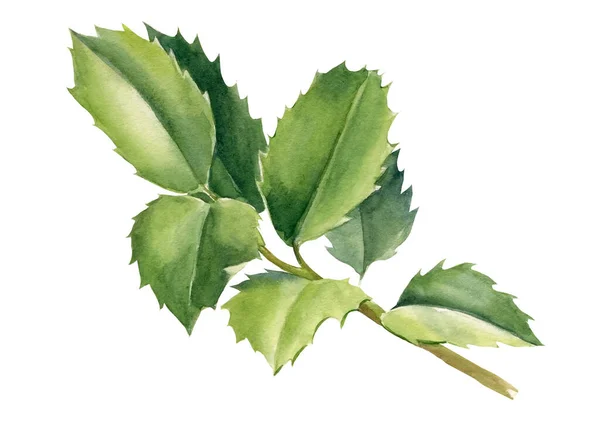 Jul grön gren järna på vit bakgrund, akvarell botanisk illustration — Stockfoto