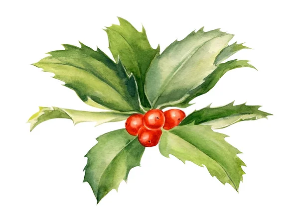 白い背景にクリスマスブランチホリー、水彩植物イラスト — ストック写真