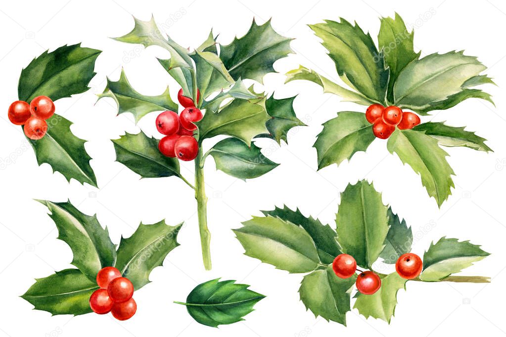 Set of branches, leaves, holly berries on a white background, watercolor botanical illustration, vintage clipart