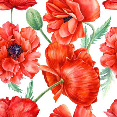 İzole edilmiş arka planda kırmızı gelincik çiçekleri, suluboya çizimleri. Güzel, pürüzsüz desenler. 