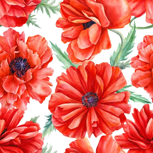 Fiori papaveri rossi su sfondo isolato, illustrazione ad acquerello. Modello senza cuciture — Foto Stock