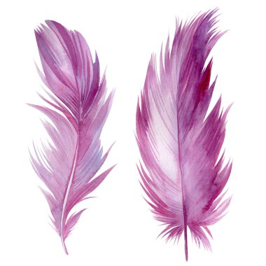 Beyaz yalıtılmış arka planda güzel pembe tüyler, suluboya çizimi