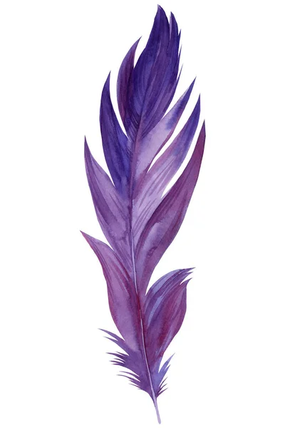 Purple Feather op geïsoleerde witte achtergrond, aquarel illustratie — Stockfoto