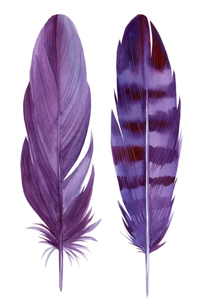 Plumas púrpuras sobre fondo blanco, ilustración de acuarela, clipart scrapbooking —  Fotos de Stock