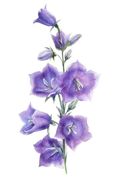 Hermosa flor azul campana sobre fondo blanco, acuarela ilustración botánica, dibujo a mano — Foto de Stock