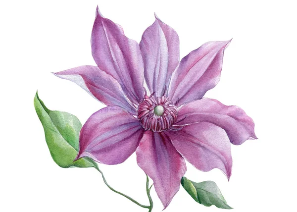 Clematis flor sobre fundo branco, aquarela ilustração botânica, desenho à mão — Fotografia de Stock