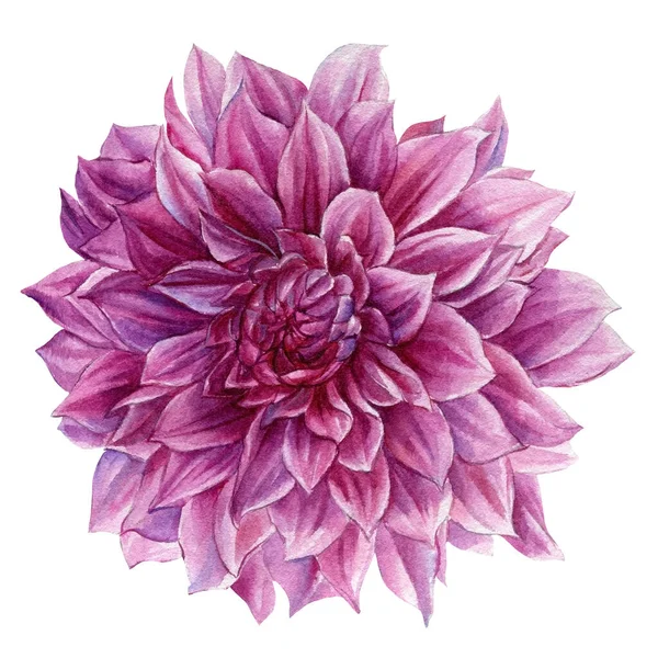 Akvarel růžová dahlia květina na bílém pozadí, botanické ilustrace, ruční kresba — Stock fotografie