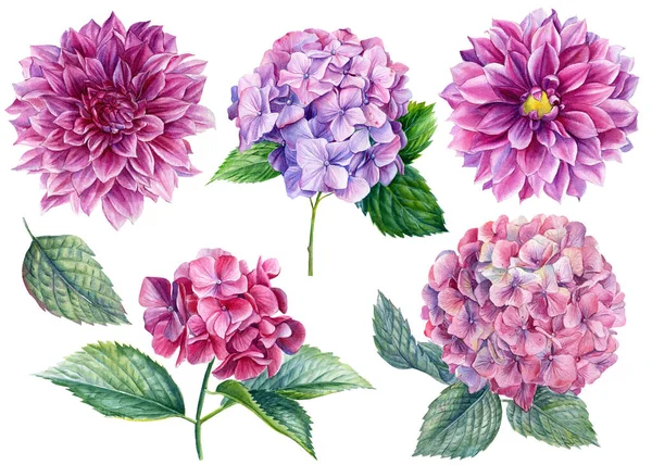 Uppsättning vackra blommor, dahlior, hortensior på vit bakgrund, akvarell botanisk illustration, handritning — Stockfoto