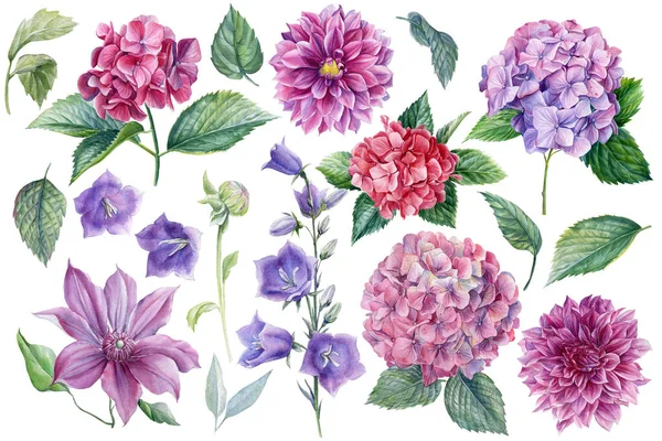 Hermosas flores, dalias, hortensias, clematis, campana azul, acuarela ilustración botánica, diseño floral — Foto de Stock