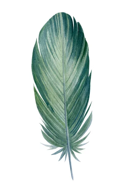白い背景に緑の羽ペン、水彩画 — ストック写真