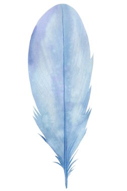 Beyaz yalıtılmış arka planda mavi kuş tüyleri, suluboya çizimi, el çizimi
