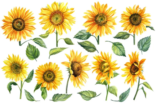 Set of watercolor bright yellow, sunflowers hand-drawn — Stock Photo, Image