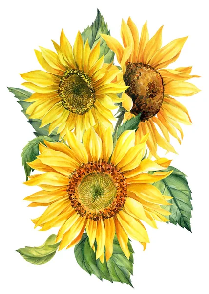 Komposition von Aquarell-Sonnenblumen auf isoliertem weißem Hintergrund, Handzeichnung — Stockfoto