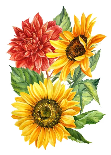 Suluboya parlak çiçekler, yıldız çiçekleri, izole edilmiş beyaz arka planda ayçiçekleri, el çizimleri.