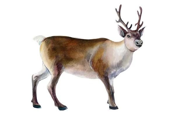 Cervo su uno sfondo bianco isolato, illustrazione ad acquerello — Foto Stock