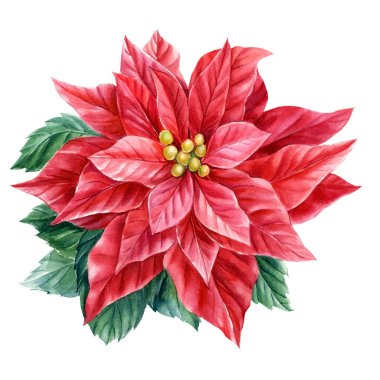 Kırmızı çiçek, noel yıldızı, izole edilmiş beyaz arka planda noktalama işareti, suluboya çizimi