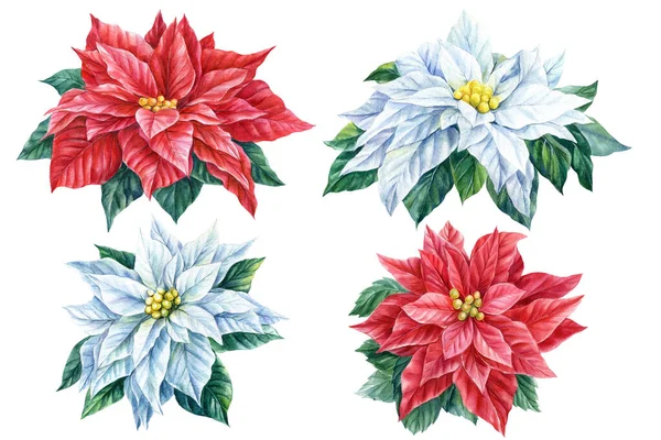 花のセット、赤と白の花、クリスマススター、隔離された白い背景のポインセチア、水彩イラスト — ストック写真