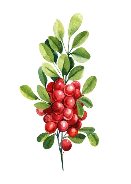 白い孤立した背景に赤い果実を持つ枝、水彩植物イラスト — ストック写真