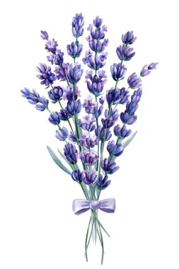 Beyaz arkaplanda bir demet lavanta çiçeği, suluboya çizimler