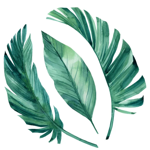 Diseño de elementos tropicales, hojas de palma sobre fondo blanco, dibujos en acuarela — Foto de Stock