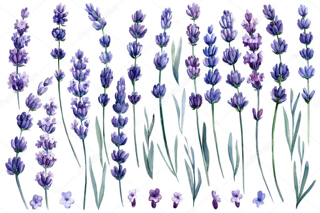Set of lavender flowers on a white background, watercolor drawings