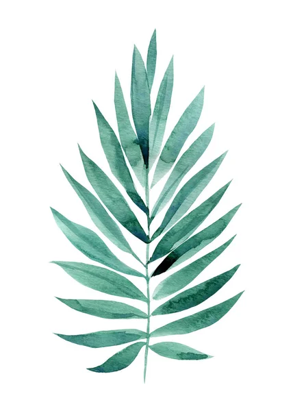 Acuarela ilustración de hojas de palmeras tropicales aisladas sobre fondo blanco — Foto de Stock