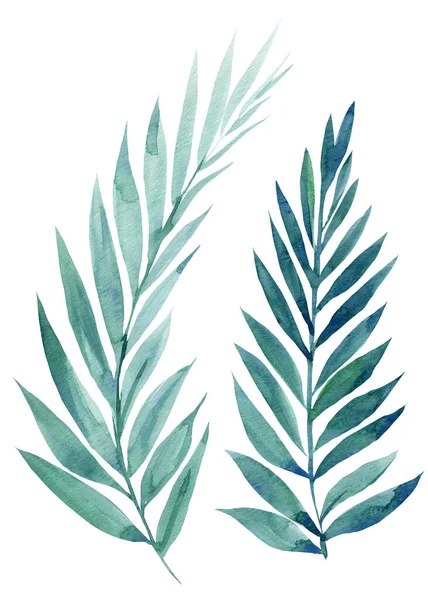 하얀 배경에 따로 떨어져 있는 열 대 야자나무 잎의 수 채색 묘사 — 스톡 사진