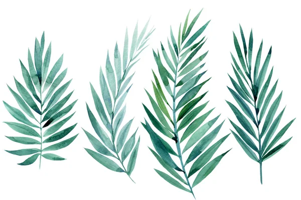 Conjunto de folhas tropicais verdes no fundo branco, ilustração aquarela, projeto da selva — Fotografia de Stock