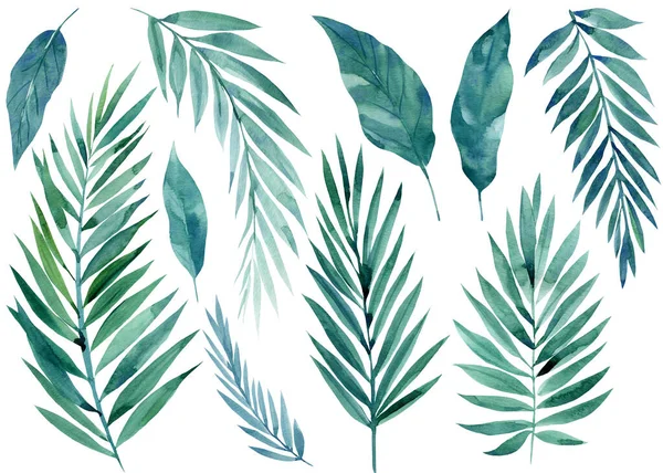 Conjunto de hojas tropicales verdes sobre fondo blanco, ilustración de acuarela, diseño de la selva — Foto de Stock