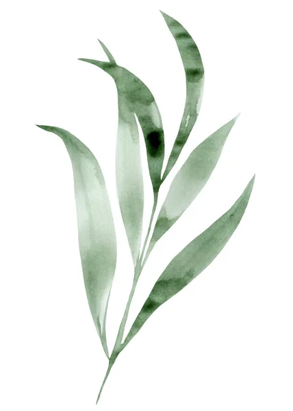Τροπικό πράσινο φύλλο, ακουαρέλα σκίτσο — Φωτογραφία Αρχείου