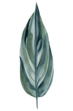 Yeşil tropikal yapraklar suluboya çizim, el çizimi