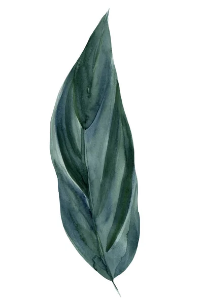 Verde tropical hojas acuarela boceto, dibujo a mano — Foto de Stock