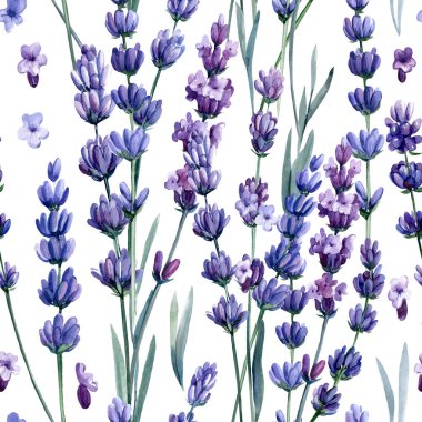 Çiçeksiz desenli suluboya, lavanta çiçekleri, el çizimi
