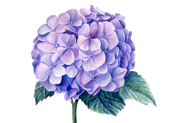 Блакитні квіти гортензії, акварельна ілюстрація — стокове фото