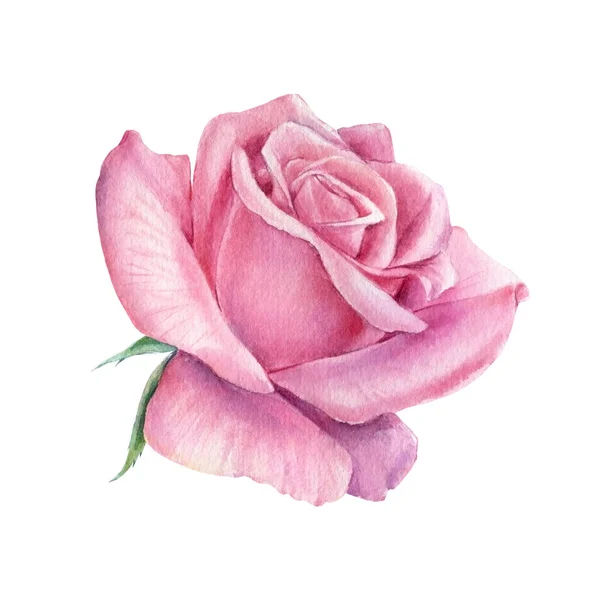 Рожеві квіти троянд, акварельний ботанічний живопис — стокове фото