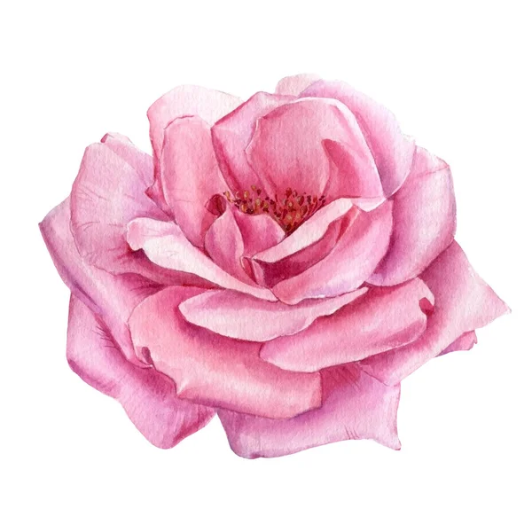 Roze roos bloemen, aquarel botanische schilderkunst — Stockfoto