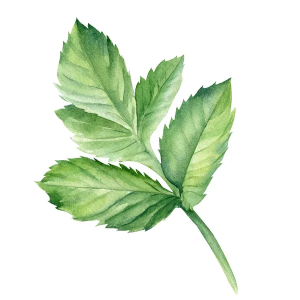 Uppsättning gröna blad av dahlia blommor, akvarell botanisk målning — Stockfoto