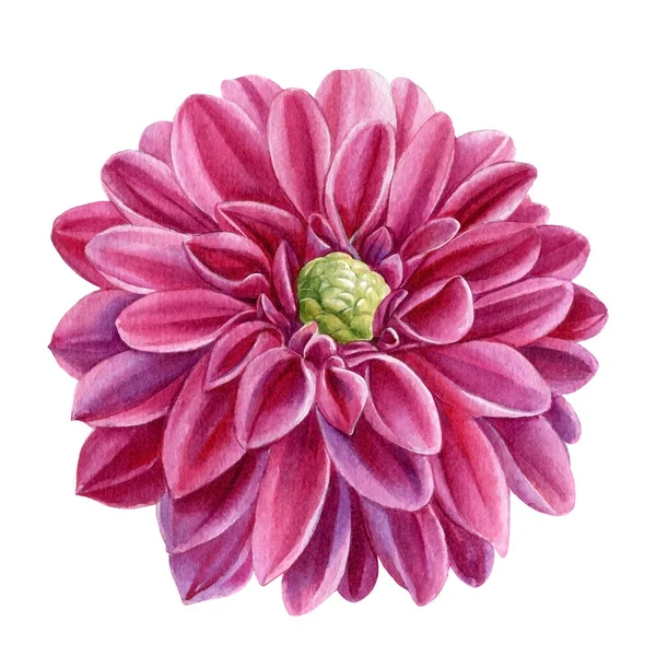 Dahlia květiny, akvarel botanická malba — Stock fotografie