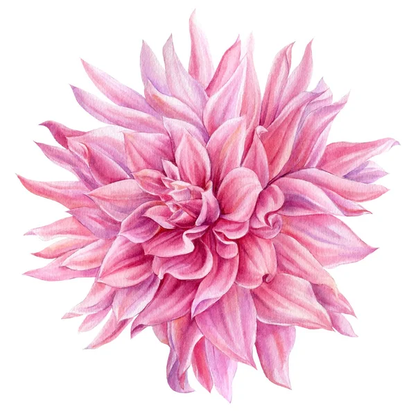 Virágok rózsaszín dahlia akvarell botanikus festmény — Stock Fotó