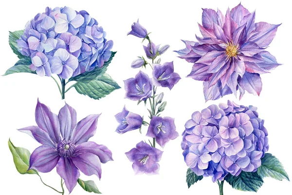 Conjunto de flores campanario azul, clematis, hortensias, acuarela ilustración botánica — Foto de Stock